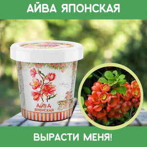 Айва японская
