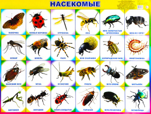 Насекомые