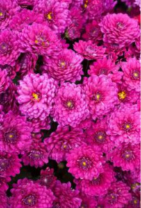 OPTIMA Пакет подарочный, ламинированный. 26.4х32.7х8 см Прекрасные цветы (L) П012-0043